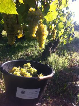Harvest 2015